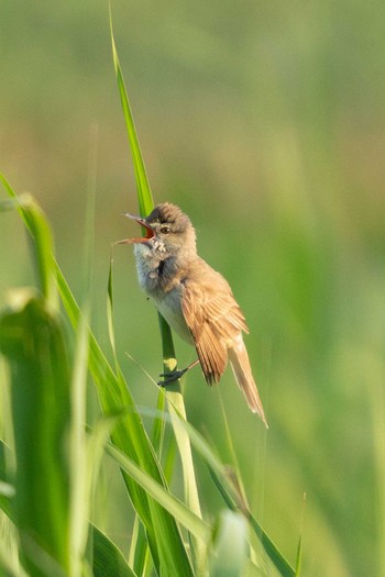 Oriental Reed Warbler 京都府木津川市 Mon, 6/4/2018