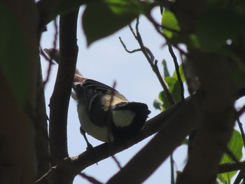 Sun, 4/23/2023 Birding report at 大室公園