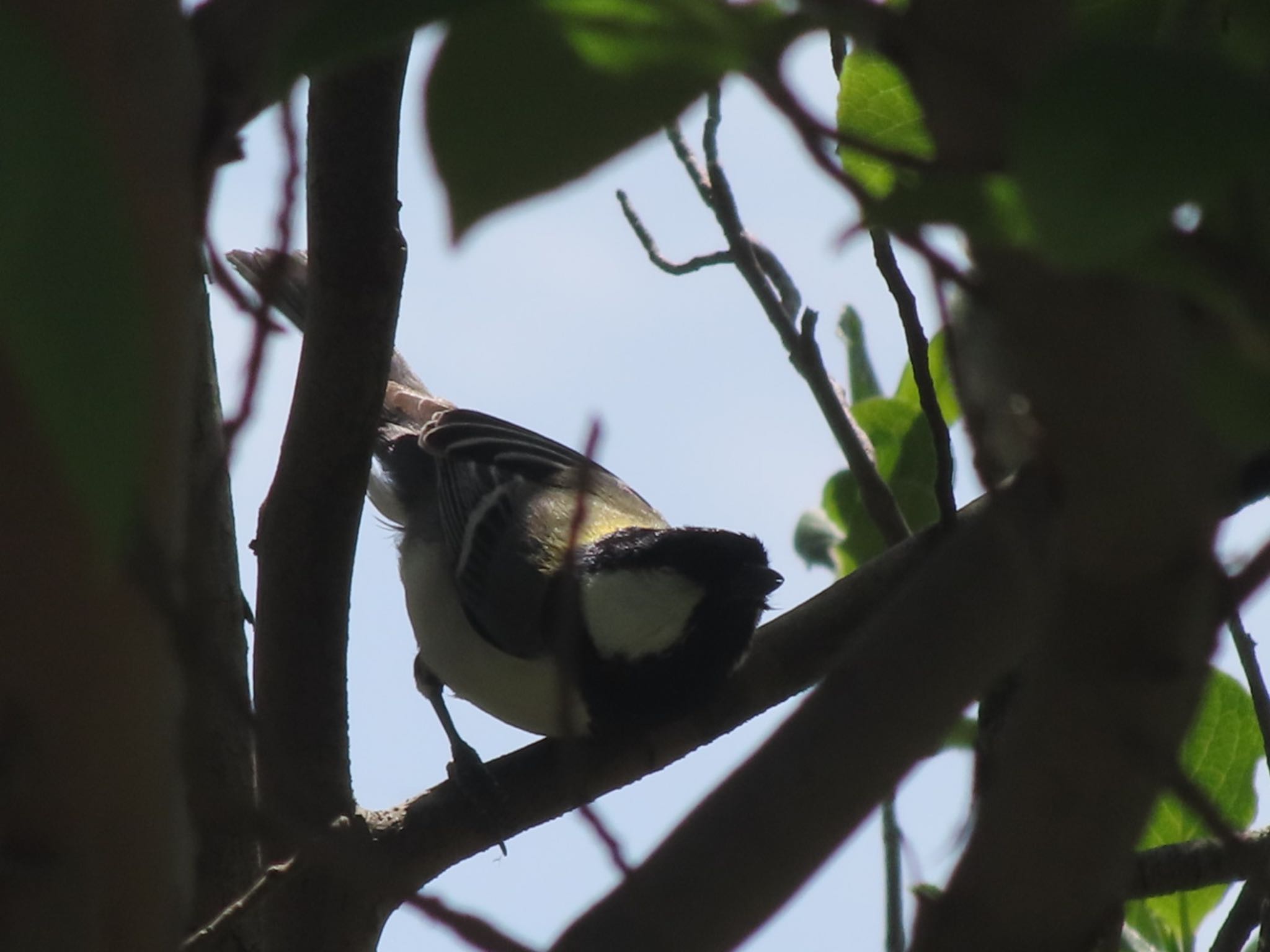 シジュウカラ