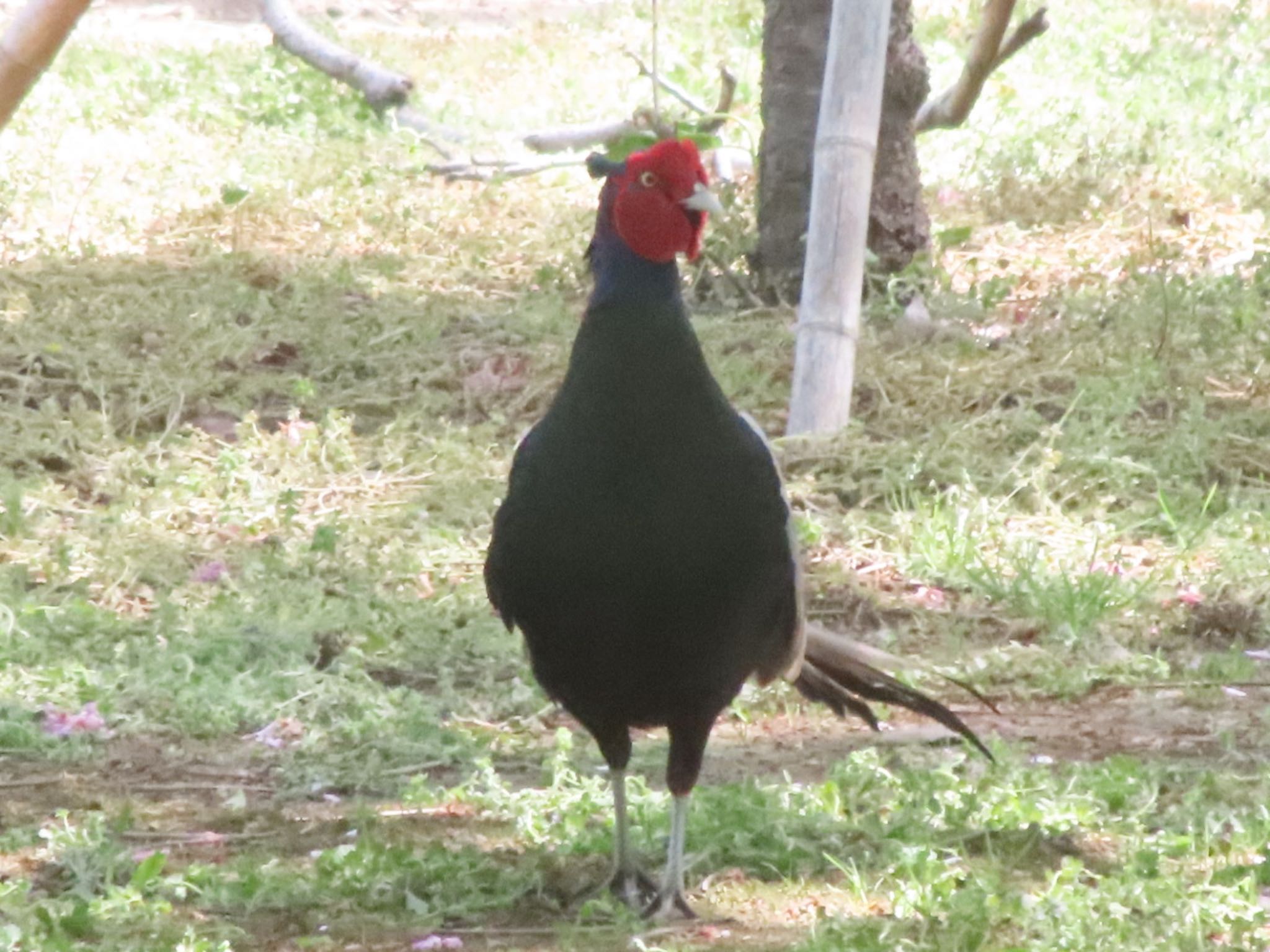 Green Pheasant