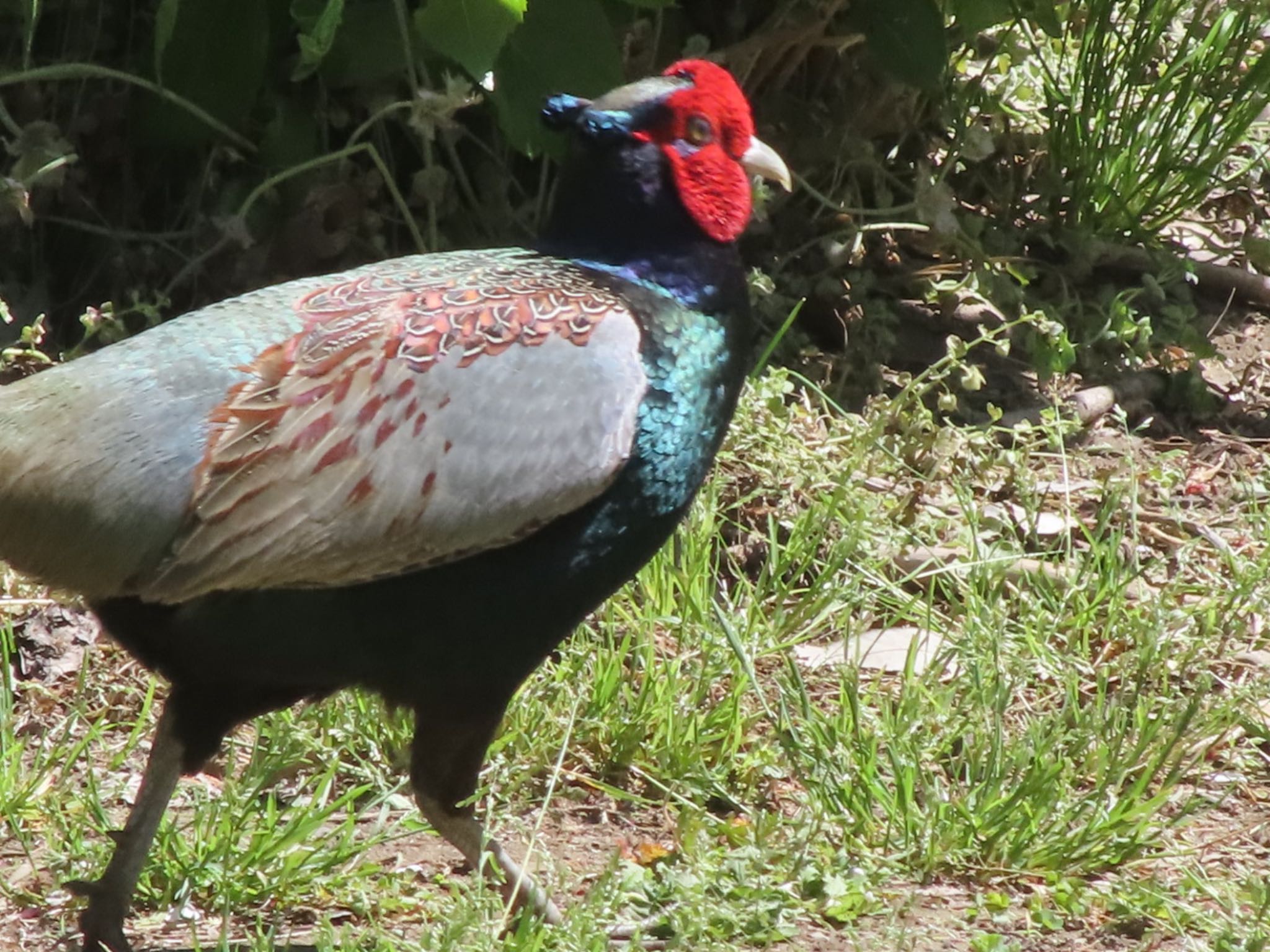 Green Pheasant