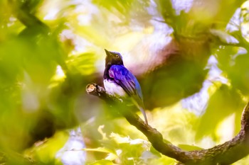 Blue-and-white Flycatcher 秋ヶ瀬公園(ピクニックの森) Sat, 4/22/2023