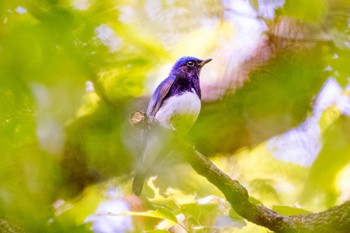 Blue-and-white Flycatcher 秋ヶ瀬公園(ピクニックの森) Sat, 4/22/2023