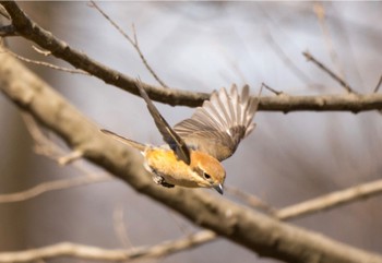 モズ 秋ヶ瀬公園 撮影日未設定