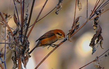 Bull-headed Shrike Akigase Park Unknown Date