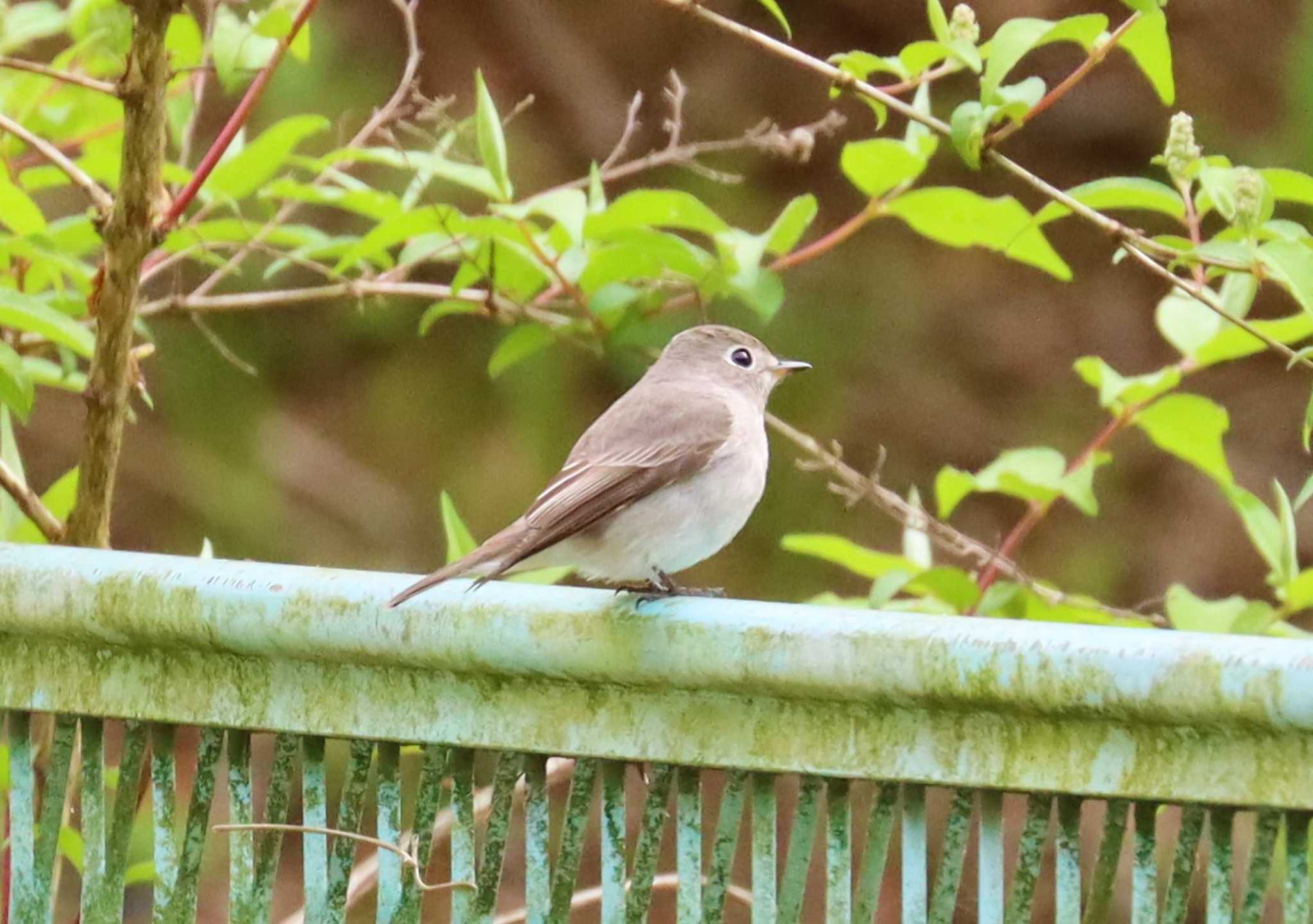 Photo of Asian Brown Flycatcher at Hayatogawa Forest Road by らうんでる