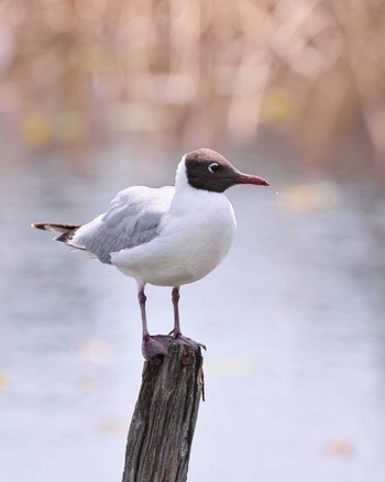 ユリカモメ 不忍池(上野恩賜公園) 2023年4月23日(日)