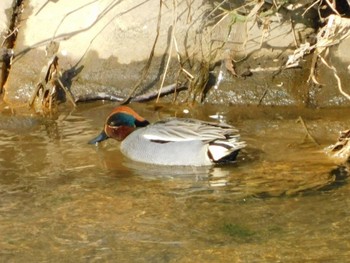 Eurasian Teal 新川(札幌市北区) Sun, 4/23/2023