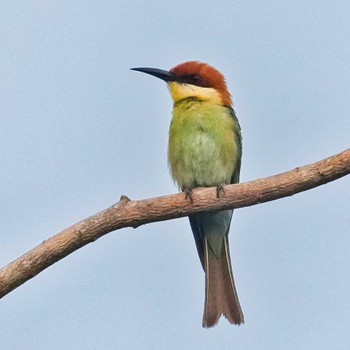 Chestnut-headed Bee-eater Bang Phra Non-Hunting area Sat, 4/22/2023