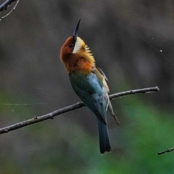 Chestnut-headed Bee-eater Bang Phra Non-Hunting area Sat, 4/22/2023