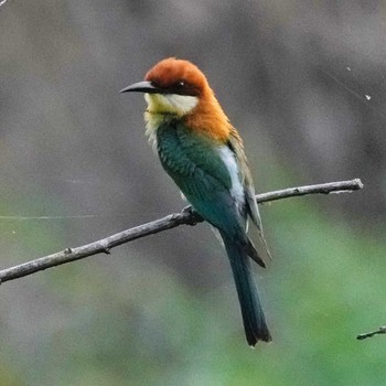 Chestnut-headed Bee-eater Bang Phra Non-Hunting area Sat, 4/22/2023