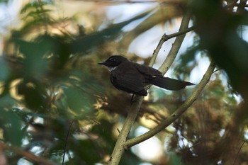 ムナオビオウギビタキ クアラセランゴール自然公園 2023年3月5日(日)