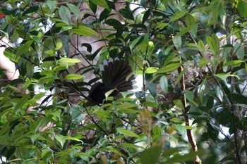 White-throated Fantail Fraser's Hill Thu, 3/9/2023