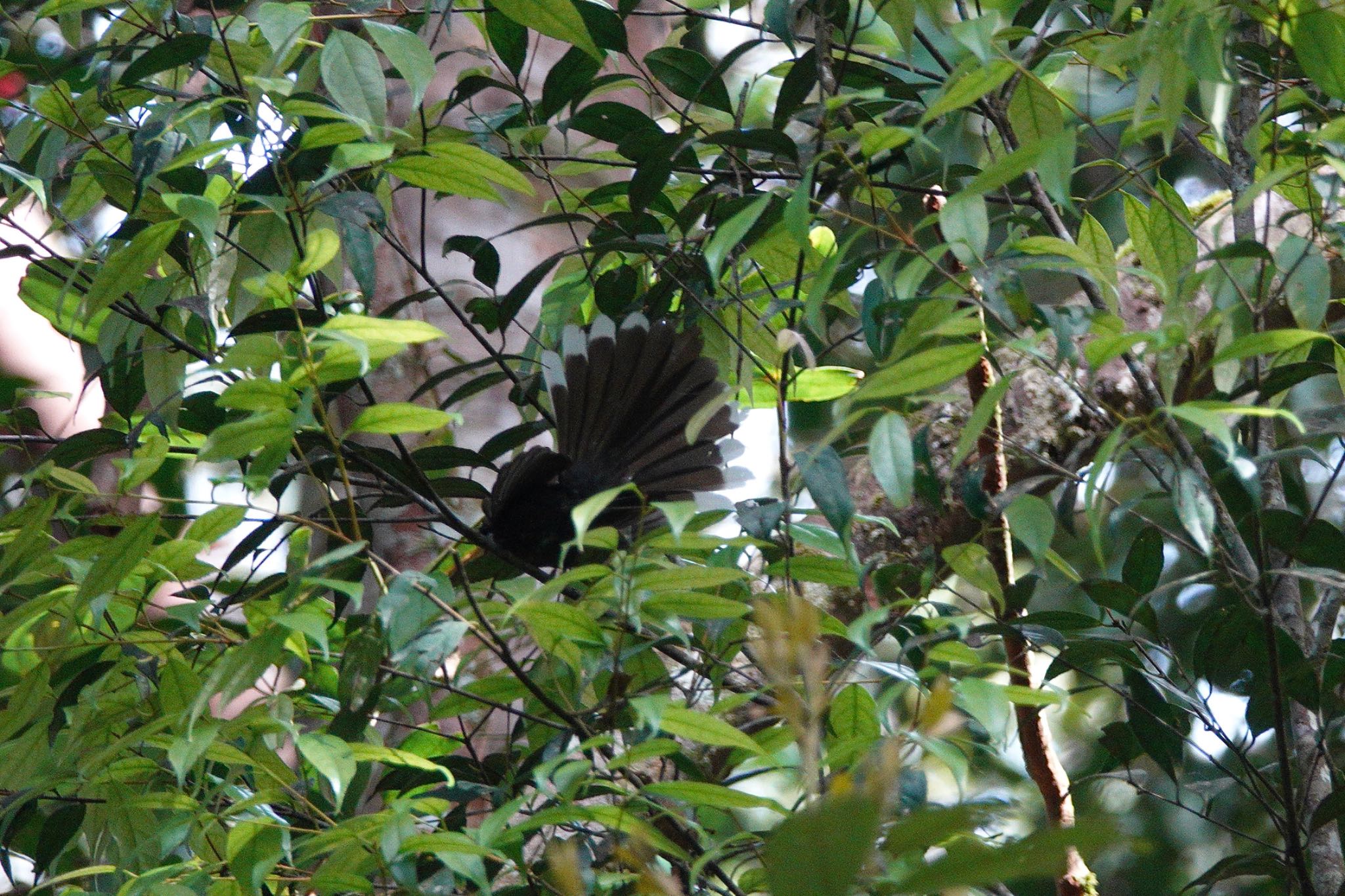 White-throated Fantail