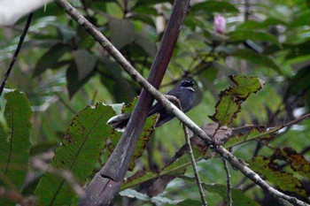 White-throated Fantail Fraser's Hill Fri, 3/10/2023