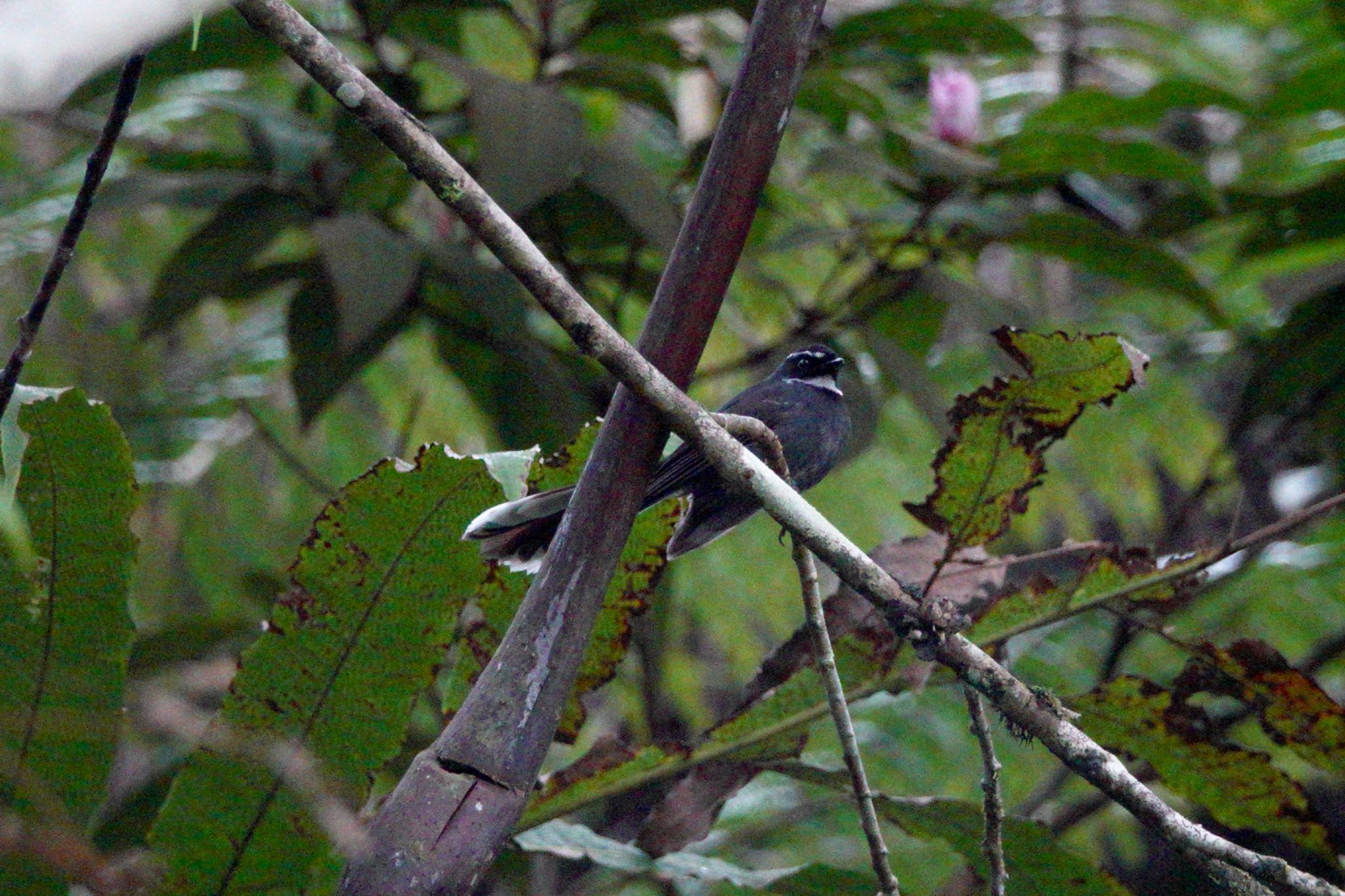 White-throated Fantail