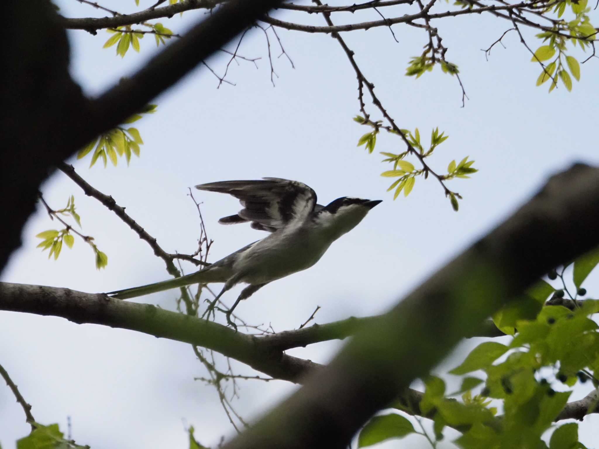 東京港野鳥公園 サンショウクイの写真 by Masa