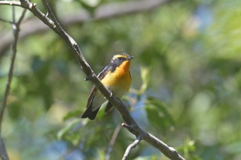 Narcissus Flycatcher みなくち子どもの森 Sun, 4/23/2023