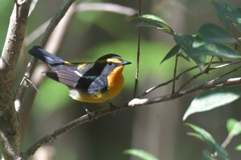 Narcissus Flycatcher みなくち子どもの森 Sun, 4/23/2023