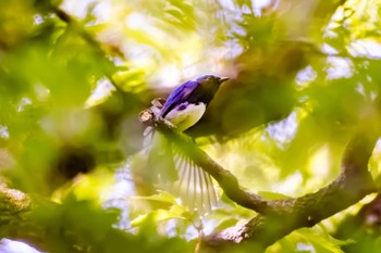 Blue-and-white Flycatcher 秋ヶ瀬公園(ピクニックの森) Sat, 4/22/2023