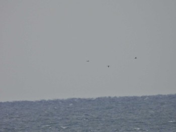 Pacific Loon 城ヶ島 Sun, 4/23/2023