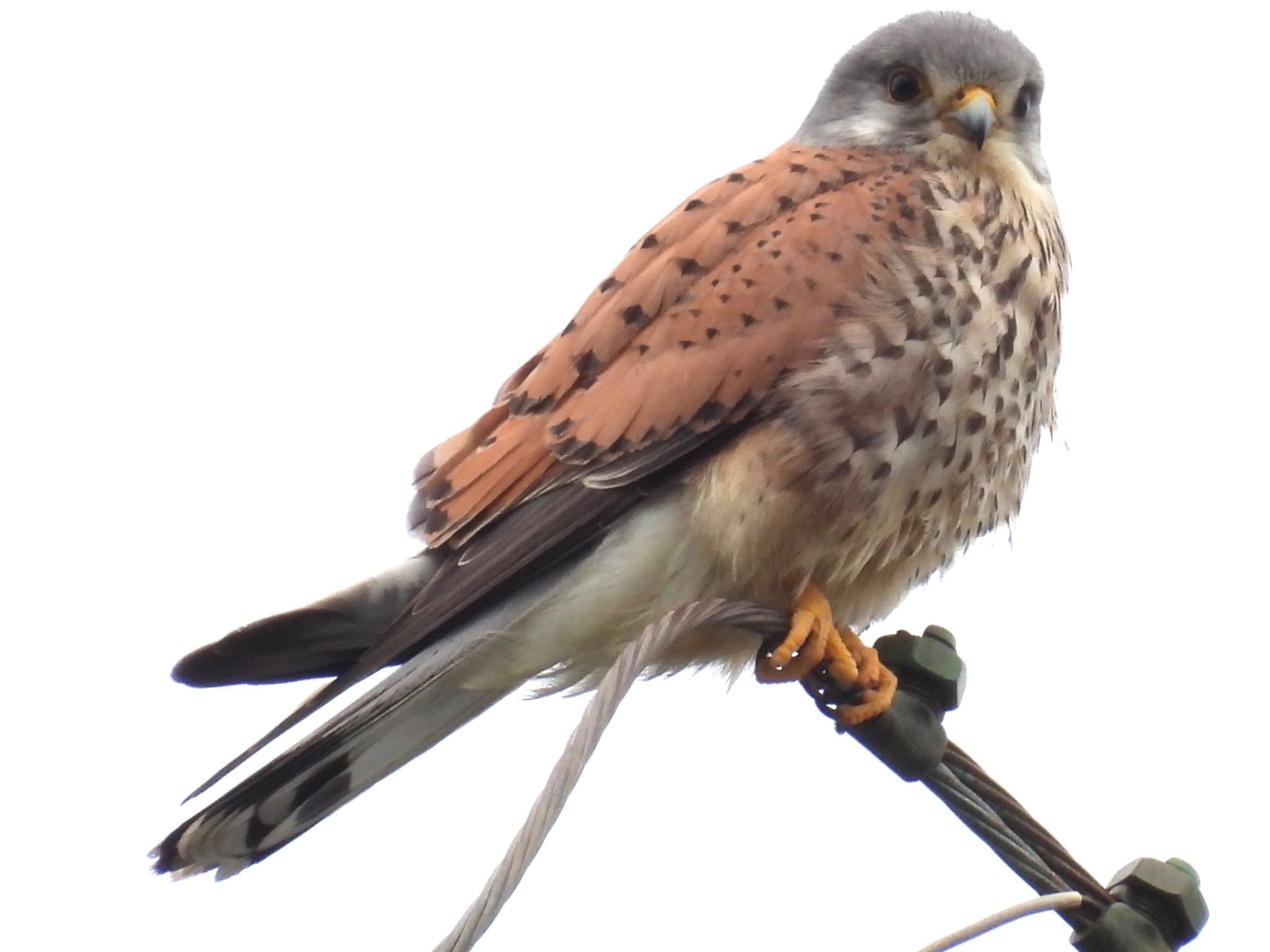 東京都稲城市 チョウゲンボウの写真