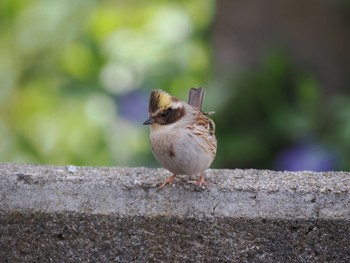 2023年4月23日(日) 舳倉島の野鳥観察記録