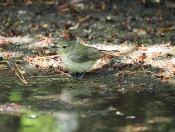 Narcissus Flycatcher Hegura Island Sun, 4/23/2023