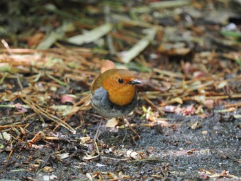 Japanese Robin Hegura Island Sun, 4/23/2023