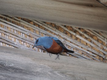 Blue Rock Thrush Hegura Island Sun, 4/23/2023