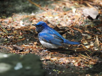 Blue-and-white Flycatcher Hegura Island Sun, 4/23/2023