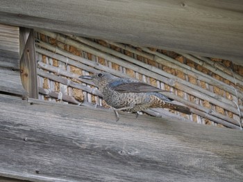 Blue Rock Thrush Hegura Island Sun, 4/23/2023