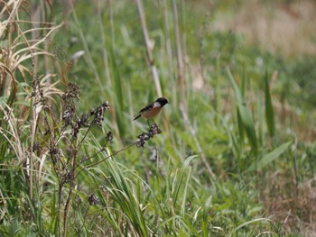 Amur Stonechat Hegura Island Sun, 4/23/2023