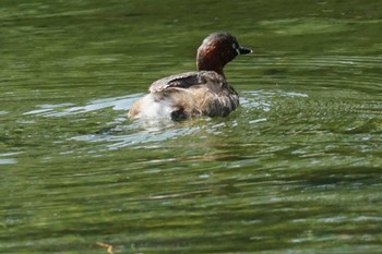 Little Grebe 江津湖 Sat, 4/22/2023