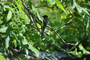 Azure-winged Magpie 青梅市富岡 Sun, 6/3/2018