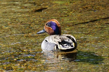 Eurasian Teal 江津湖 Sat, 4/22/2023