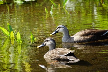 Eastern Spot-billed Duck 江津湖 Sat, 4/22/2023