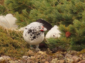 2023年4月23日(日) 室堂平の野鳥観察記録