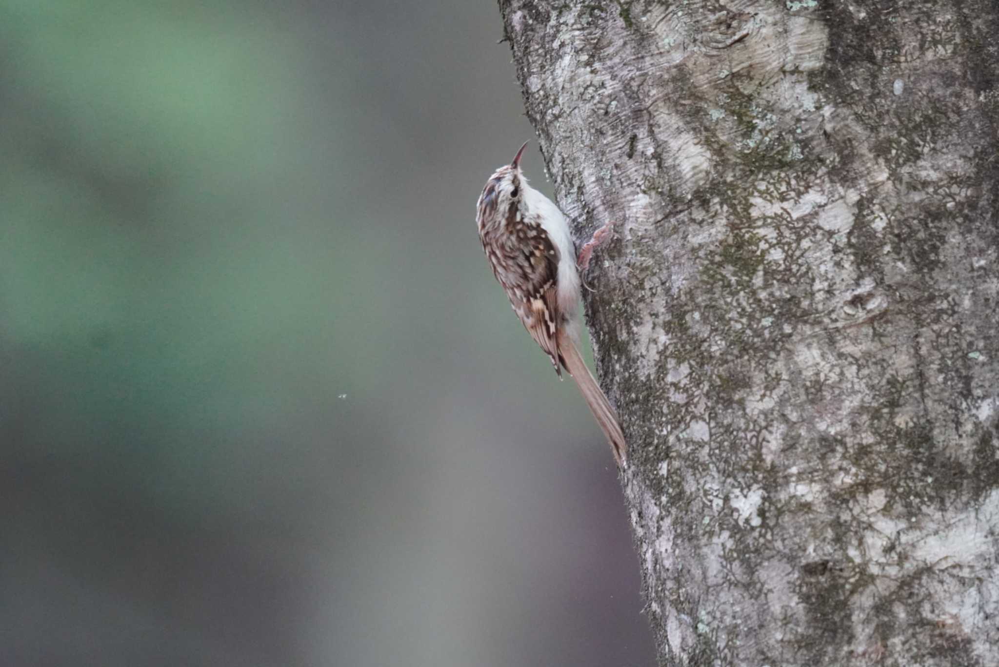 Eurasian Treecreeper