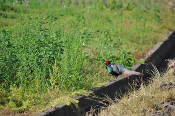 Green Pheasant 青梅市富岡 Sun, 6/3/2018