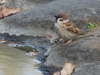 Eurasian Tree Sparrow 中島川 石橋群周辺(長崎市) Sun, 4/23/2023