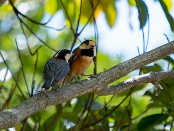 2023年4月23日(日) 稲佐山の野鳥観察記録