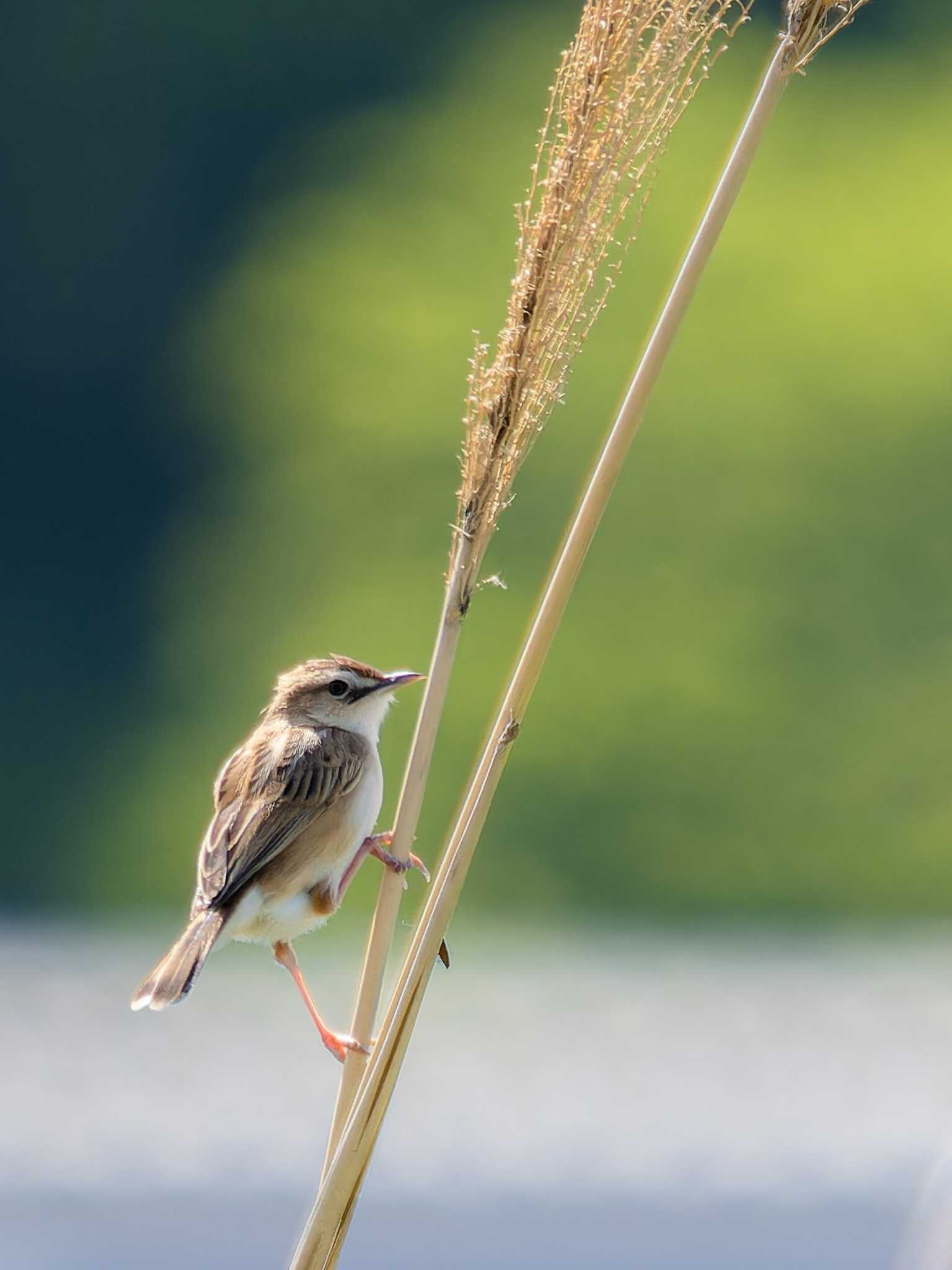 Photo of Zitting Cisticola at 神ノ島(長崎市) by ここは長崎