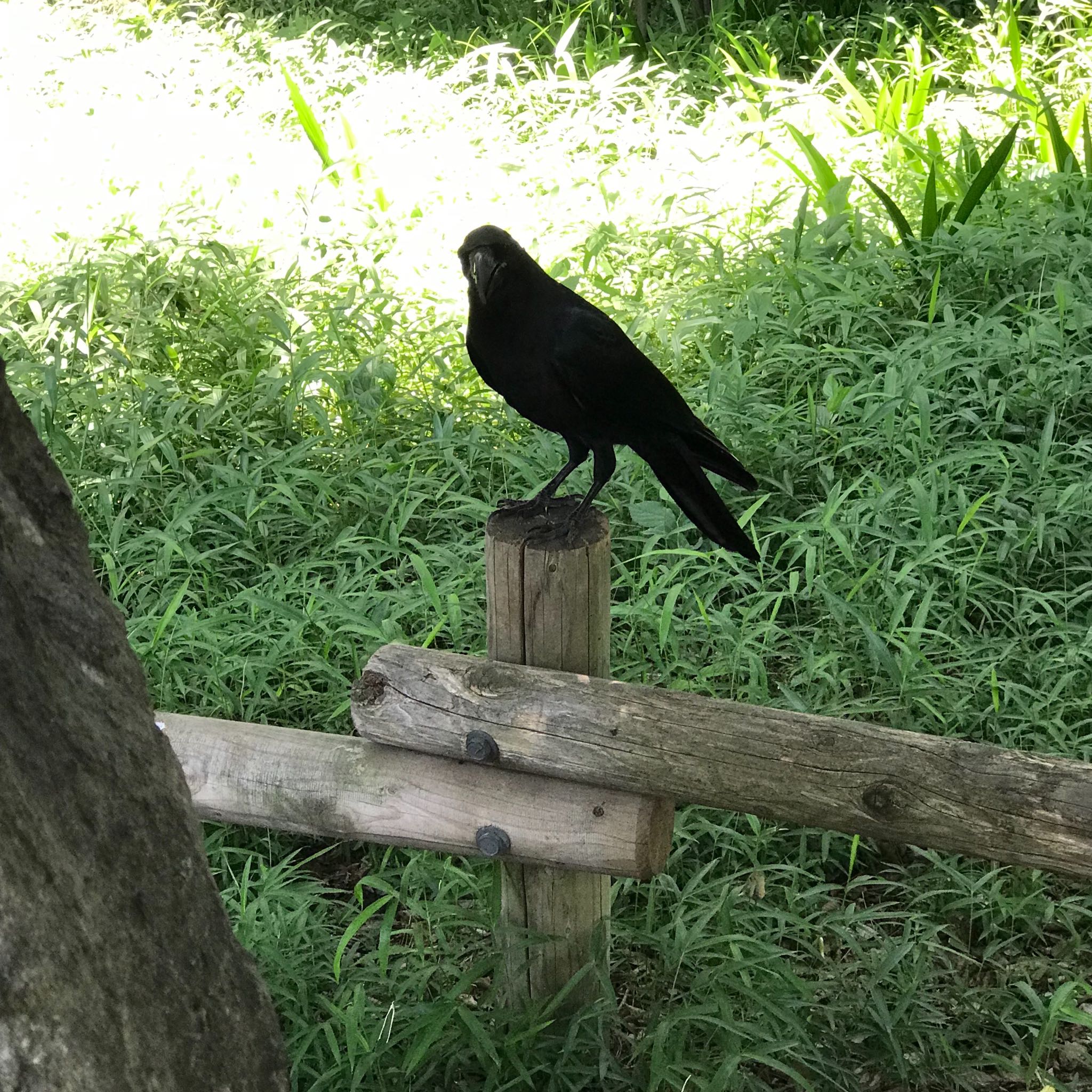 東京 井の頭公園 ハシブトガラスの写真 by なおなお