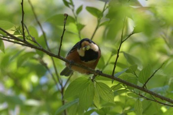 Varied Tit みなくち子どもの森 Sun, 4/23/2023