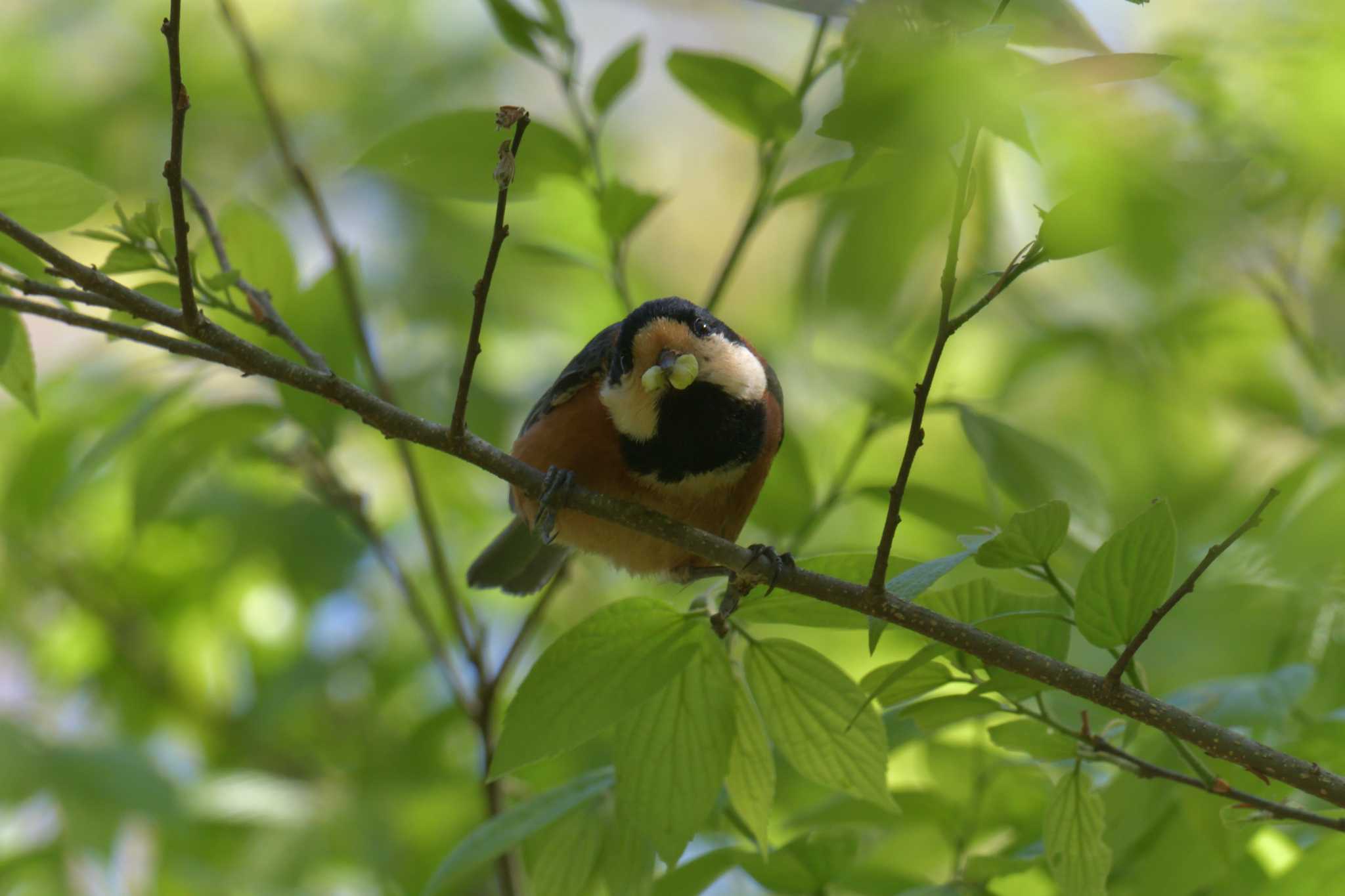 みなくち子どもの森 ヤマガラの写真