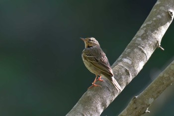 Olive-backed Pipit みなくち子どもの森 Sun, 4/23/2023