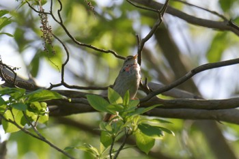 Japanese Bush Warbler みなくち子どもの森 Sun, 4/23/2023