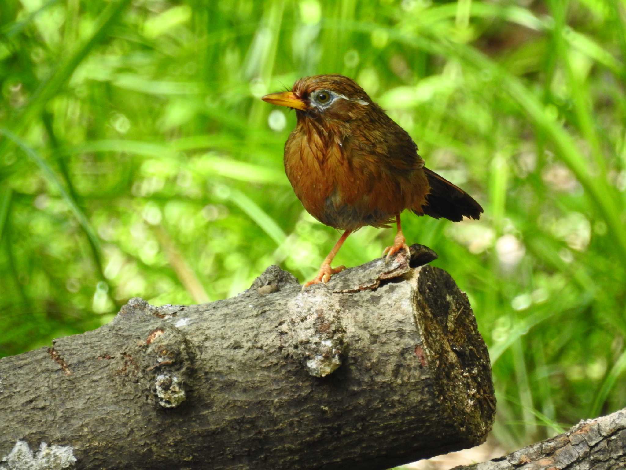 秋ヶ瀬公園 ガビチョウの写真