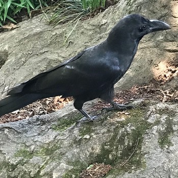 ハシブトガラス 東京 井の頭公園 2018年6月4日(月)